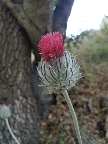 iNaturalist observation photo of Cobwebby Thistle