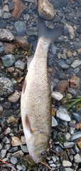 Siphateles bicolor