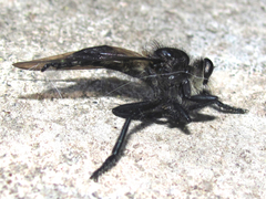 Promachus painteri