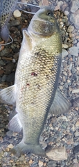 Siphateles bicolor
