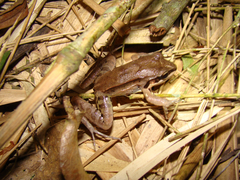 Leptodactylus didymus