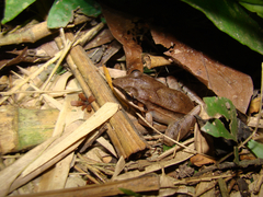 Leptodactylus didymus