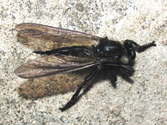 Promachus painteri