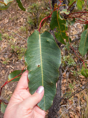 Corymbia