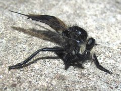 Promachus painteri