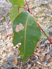 Corymbia
