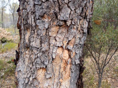 Corymbia