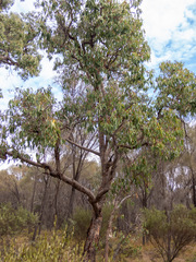 Corymbia