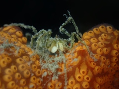 Ammothea hilgendorfi