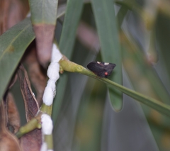 Enchenopa quadricolor