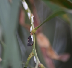 Enchenopa quadricolor