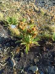 Perezia multiflora multiflora