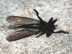 Promachus painteri
