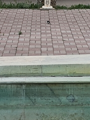 Motacilla alba alboides