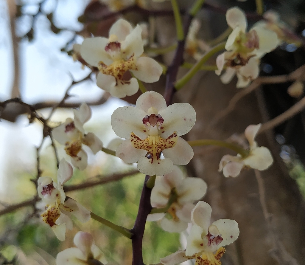 Trichocentrum stramineum
