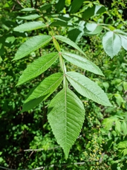 Rhus javanica