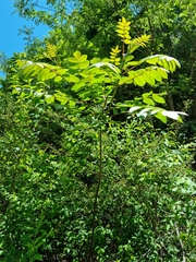 Rhus javanica
