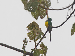 Chrysococcyx cupreus