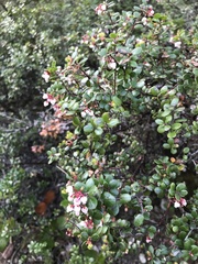 Arctostaphylos nummularia