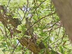 Campephaga phoenicea