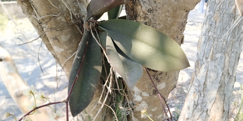 Trichocentrum stramineum, photograph 5