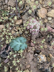 Cymopterus coulteri