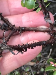 Arctostaphylos nummularia