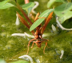 Polistes major