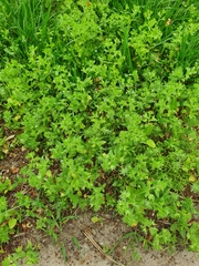 Veronica argute-serrata