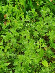 Veronica argute-serrata