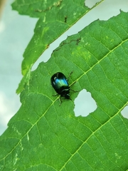 Agelastica coerulea