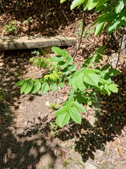 Rhus javanica