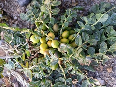 Solanum acaule