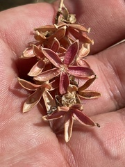 Stegnosperma halimifolium