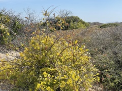 Stegnosperma halimifolium