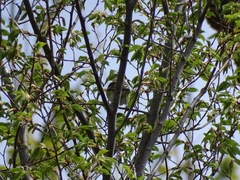 Vireo solitarius
