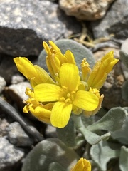 Physaria chambersii