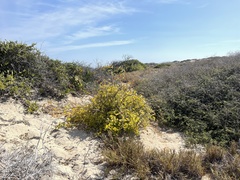 Stegnosperma halimifolium