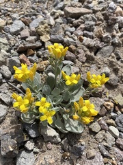 Physaria chambersii