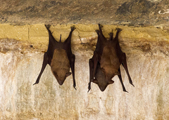 Taphozous nudiventris