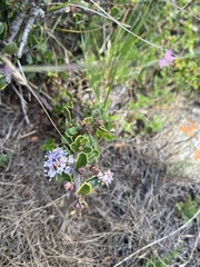 Ceanothus decornutus