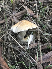 Leucopaxillus eucalyptorum
