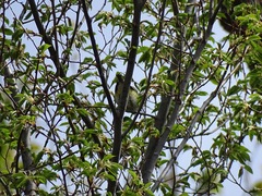 Vireo solitarius