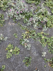 Glehnia littoralis