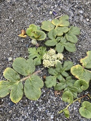 Glehnia littoralis