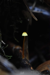 Mycena chusqueophila