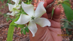 Tabernaemontana amygdalifolia