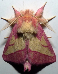 Hyparpax aurora