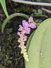 Smitinandia micrantha