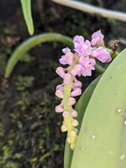 Smitinandia micrantha